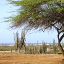 Bonaire Park Divi Tree.JPG